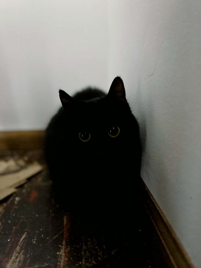 Enlarge Suede, a Adoptable mixed breed in Effingham, IL image 3/4