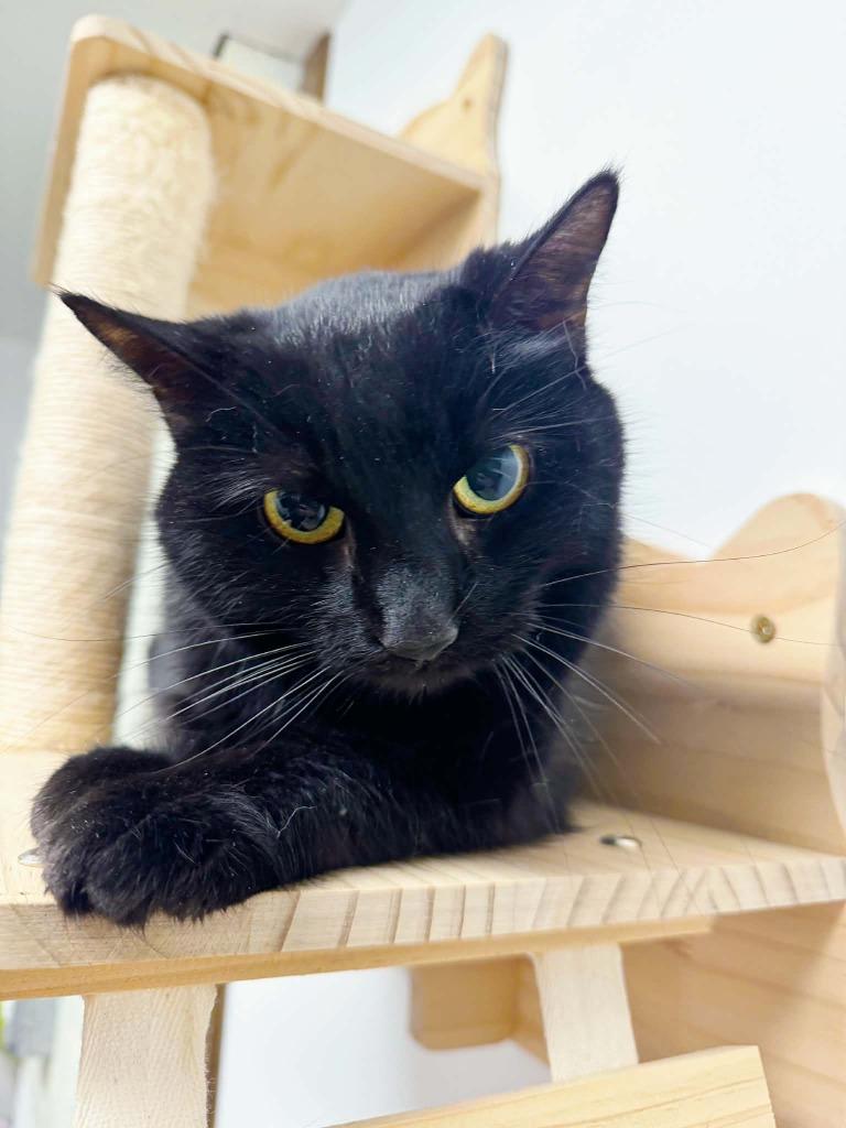 Enlarge Suede, a Adoptable mixed breed in Effingham, IL image 4/4