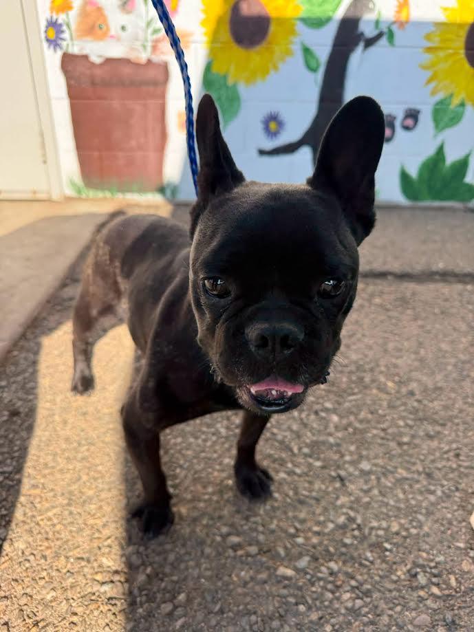 Enlarge Frankie, an adopted French Bulldog in Oakdale, CA image 1/1