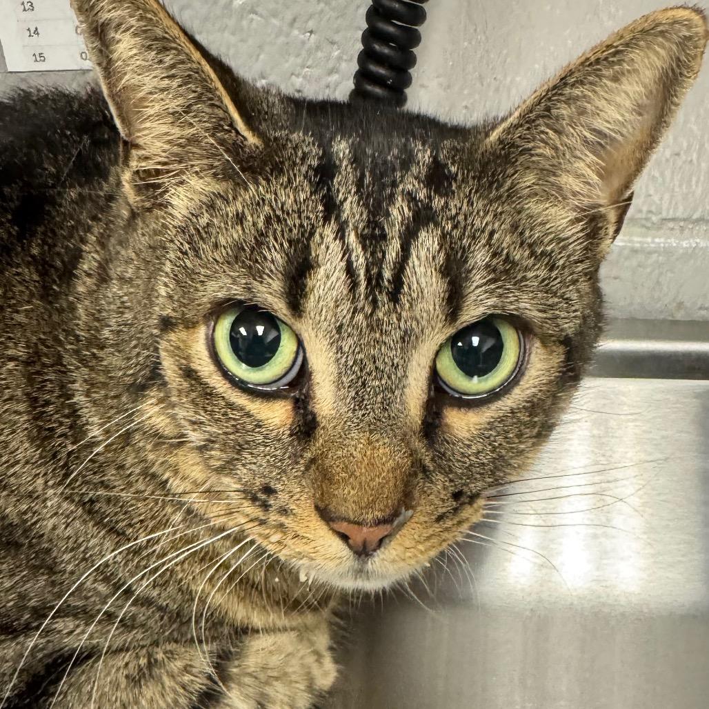 Enlarge Mikey, a Adoptable Domestic Short Hair in Greenville, SC image 1/2