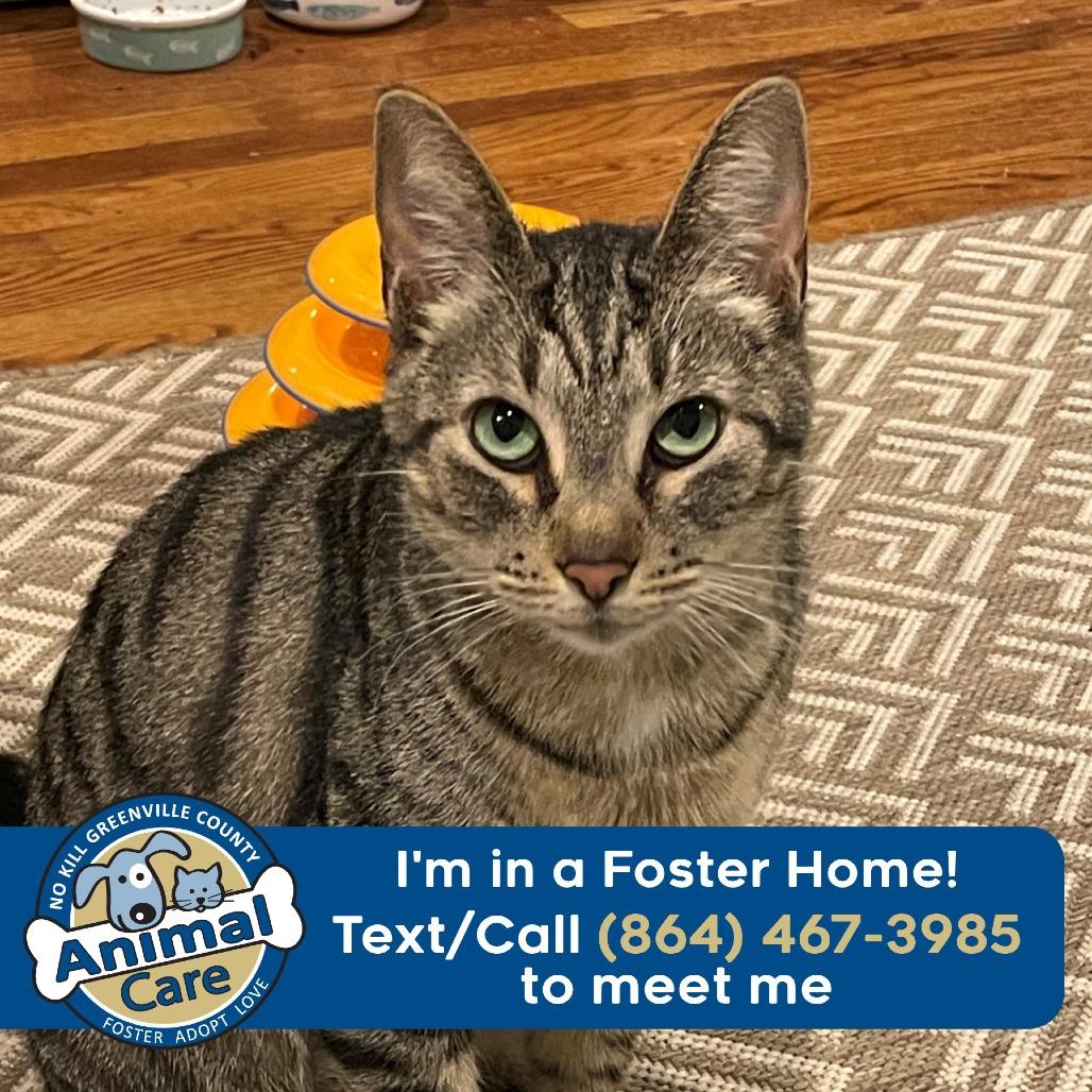 Enlarge Mikey, a Adoptable Domestic Short Hair in Greenville, SC image 2/5
