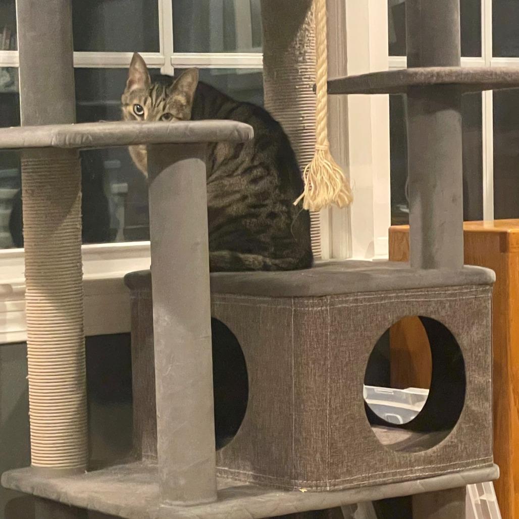 Enlarge Mikey, a Adoptable Domestic Short Hair in Greenville, SC image 3/5