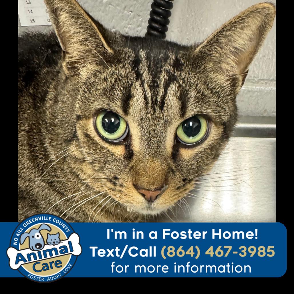 Enlarge Mikey, a Adoptable Domestic Short Hair in Greenville, SC image 2/2