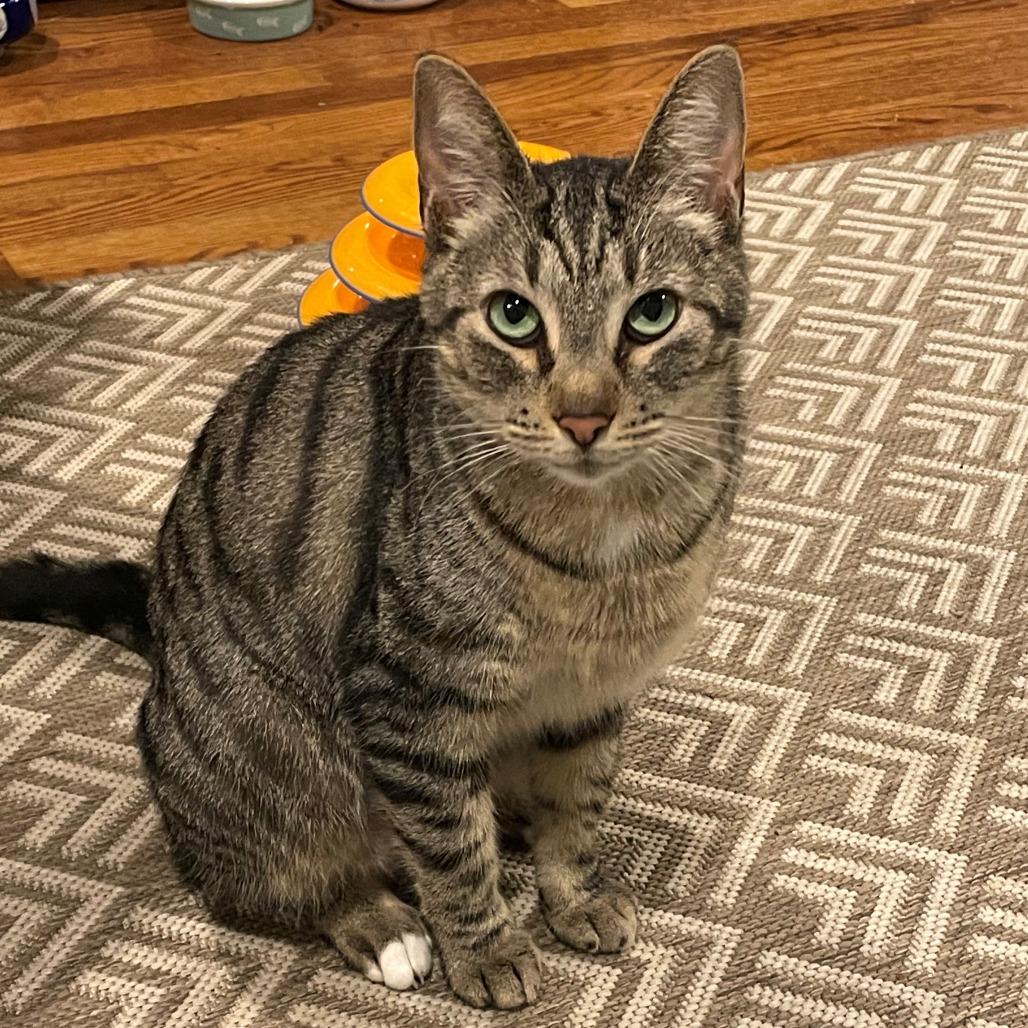 Enlarge Mikey, a Adoptable Domestic Short Hair in Greenville, SC image 5/5