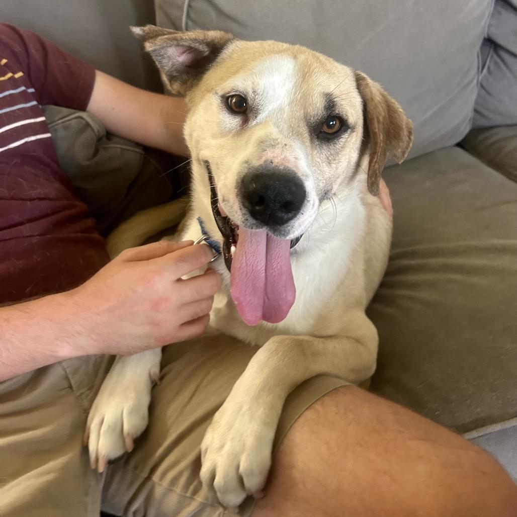 Klaus, Adoptable, Adult Male Mixed Breed.