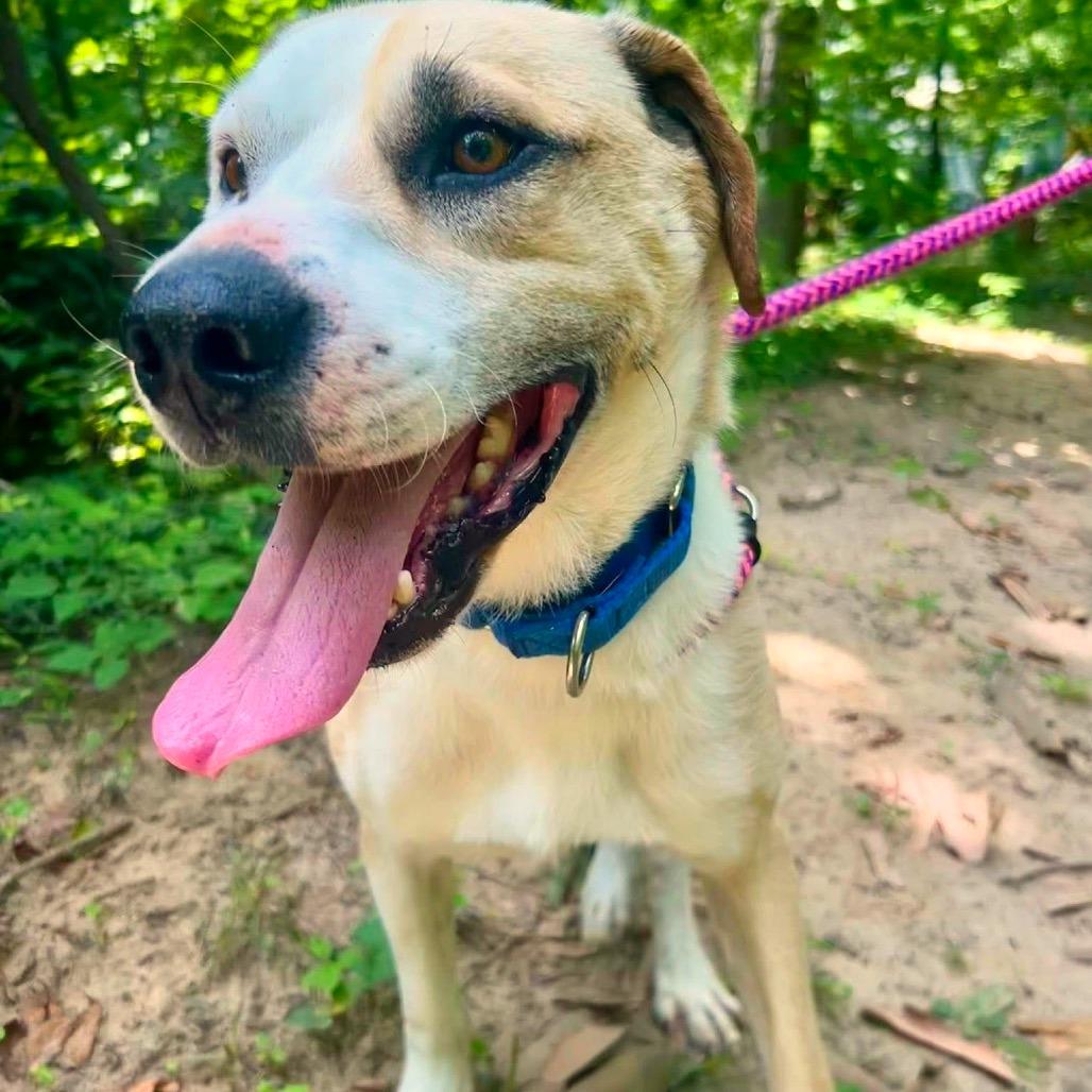 Enlarge Klaus, a Adoptable Mixed Breed in Fredericksburg, VA image 2/6