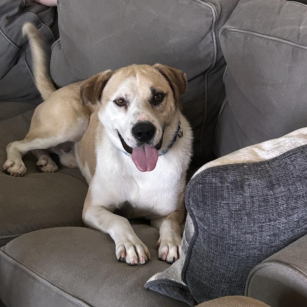 Enlarge Klaus, a Adoptable Mixed Breed in Fredericksburg, VA image 3/6