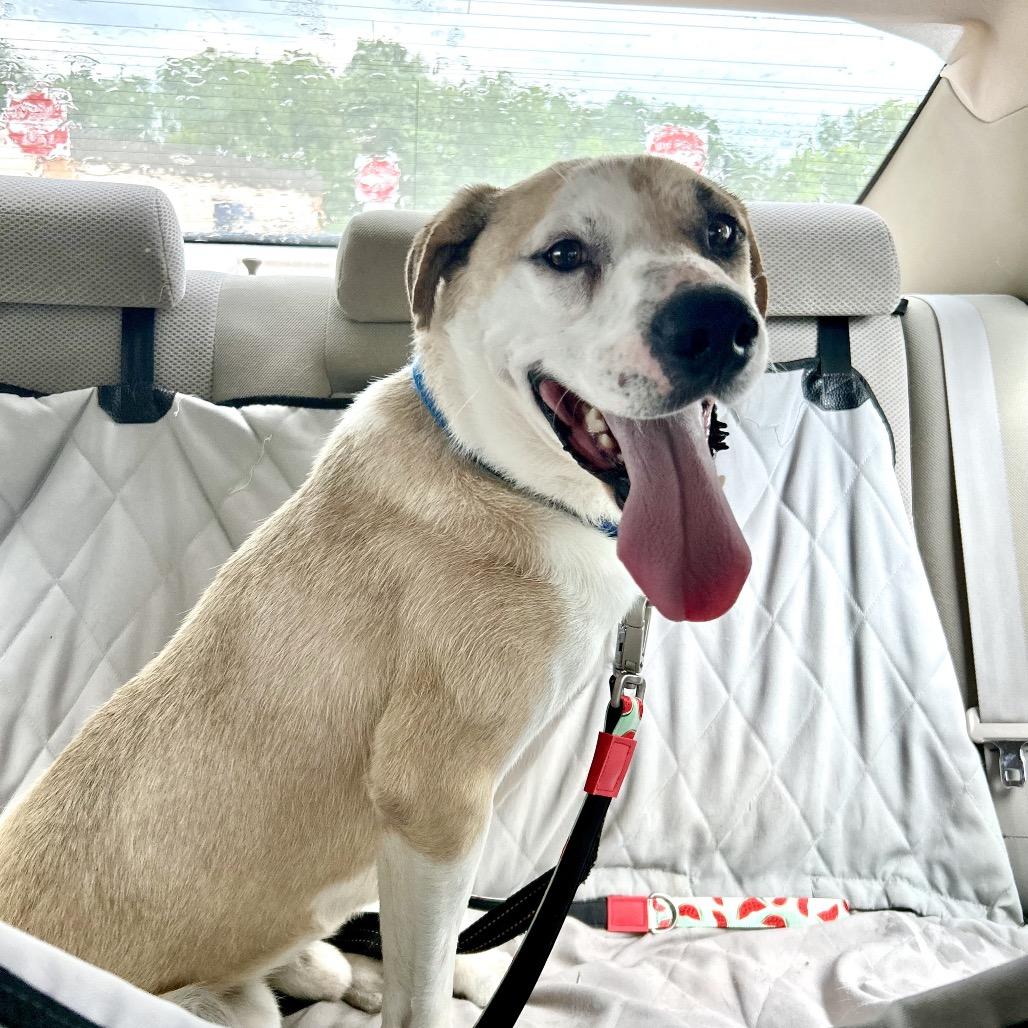 Enlarge Klaus, a Adoptable Mixed Breed in Fredericksburg, VA image 4/6