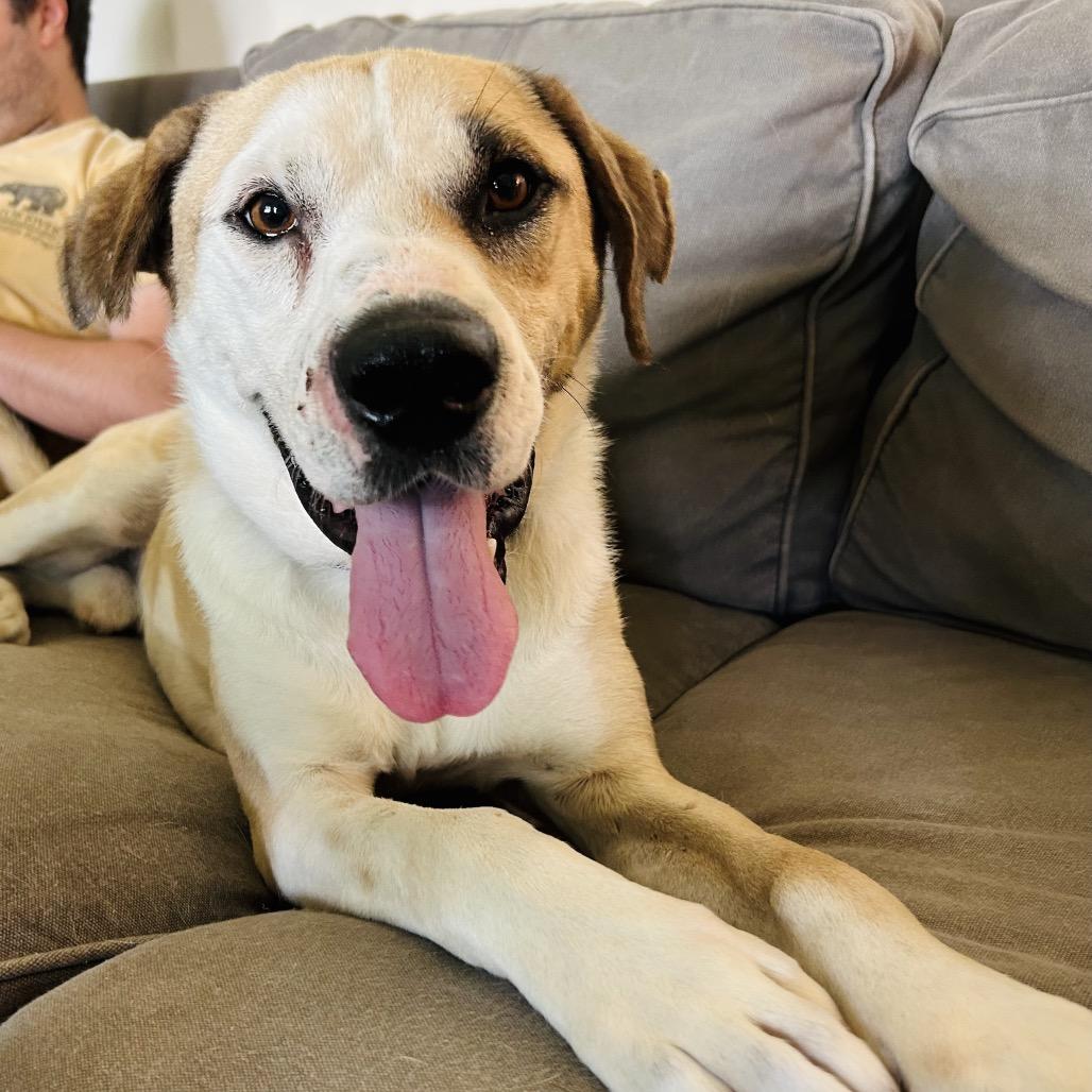 Enlarge Klaus, a Adoptable Mixed Breed in Fredericksburg, VA image 5/6