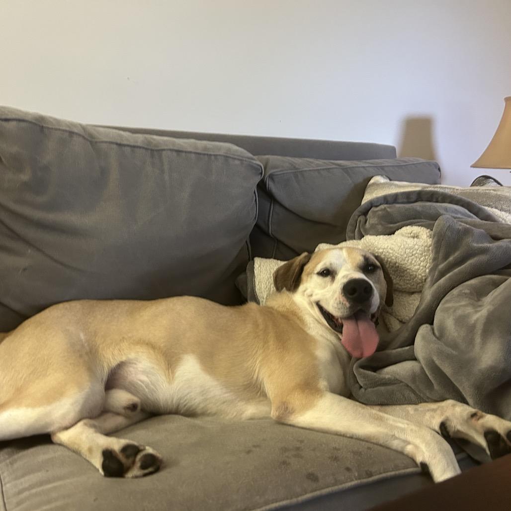 Enlarge Klaus, a Adoptable Mixed Breed in Fredericksburg, VA image 6/6