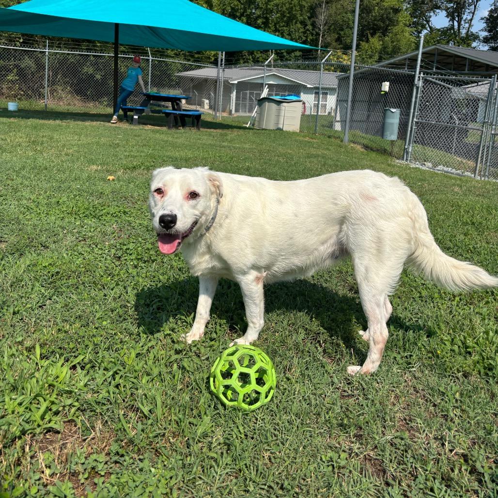 Molly, Adoptable, Adult Female Labrador Retriever & Mixed Breed.
