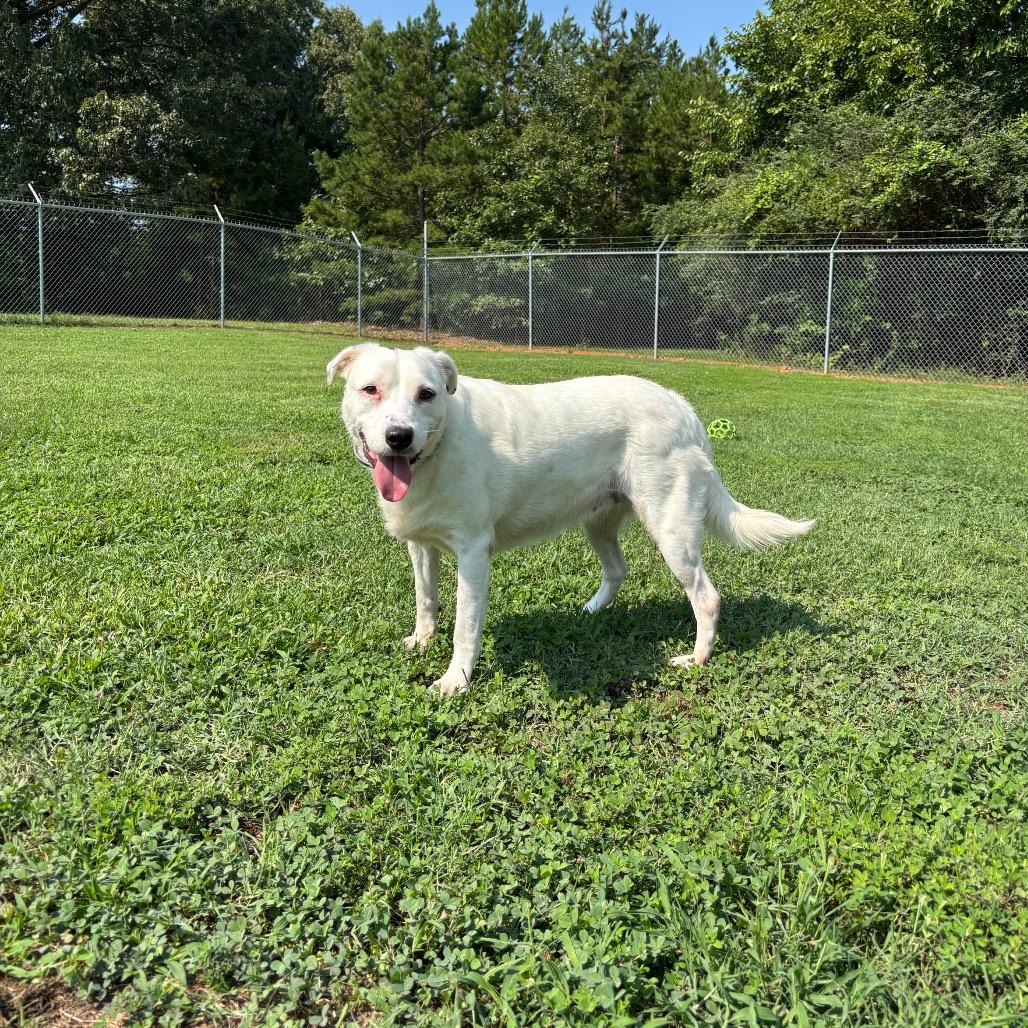 Molly, a Adoptable mixed breed in Roxboro, NC image 2/5