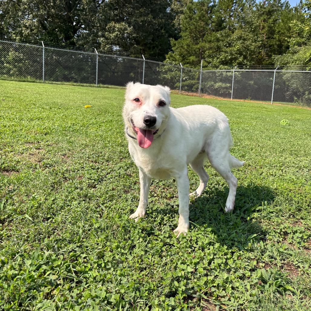Molly, a Adoptable mixed breed in Roxboro, NC image 3/5