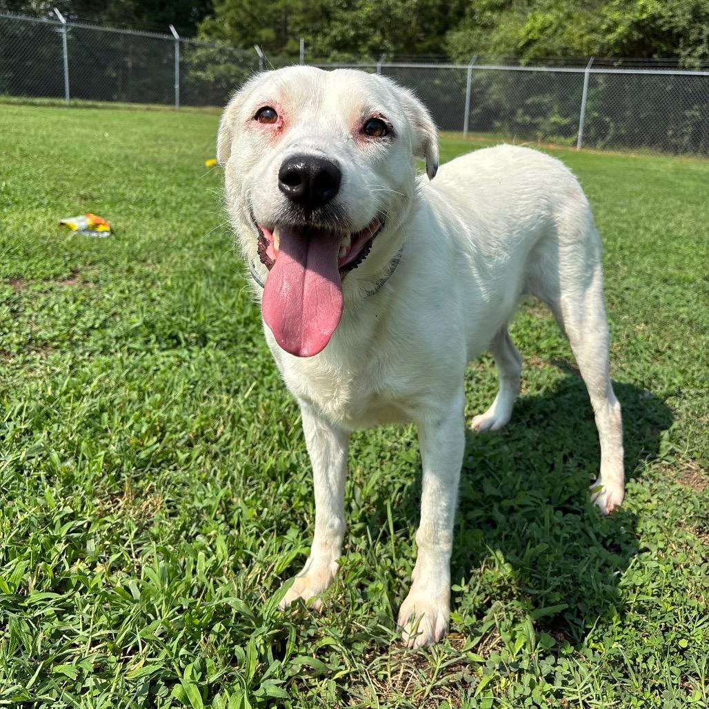 Molly, a Adoptable mixed breed in Roxboro, NC image 4/5