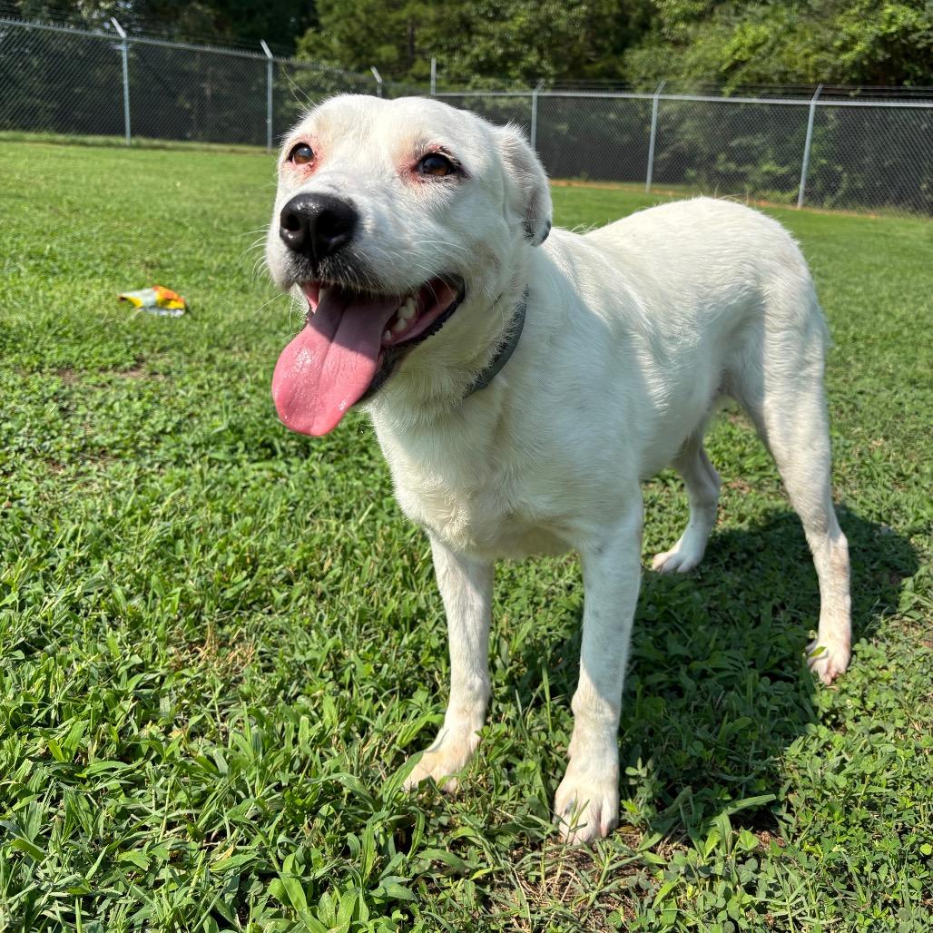 Molly, a Adoptable mixed breed in Roxboro, NC image 5/5