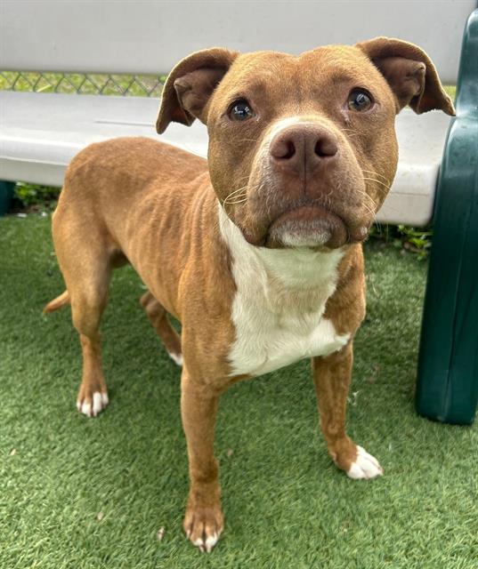 Enlarge RALPH, a Adoptable Mixed Breed in Columbia, SC image 1/1