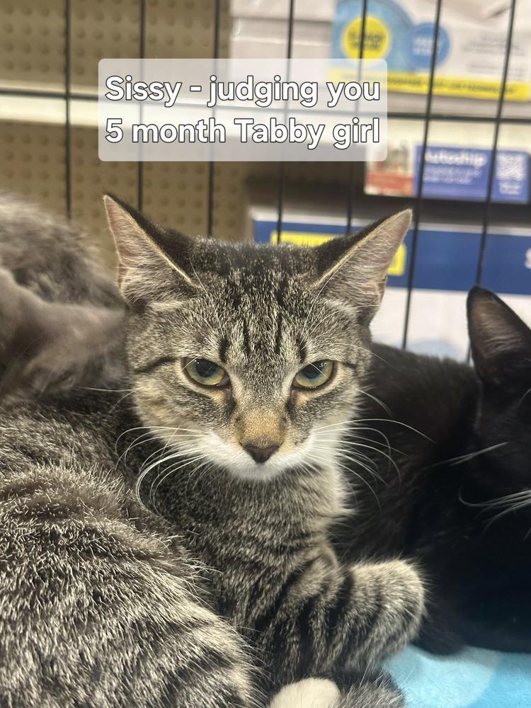Sissy, Adoptable, Kitten Female Tabby.
