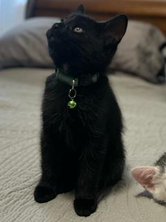 Enlarge SHADOW, a Adoptable Domestic Short Hair in Mankato, MN image 2/3