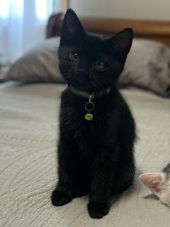 Enlarge SHADOW, a Adoptable Domestic Short Hair in Mankato, MN image 3/3