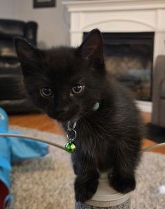SHADOW, Adoptable, Kitten Male Domestic Short Hair.
