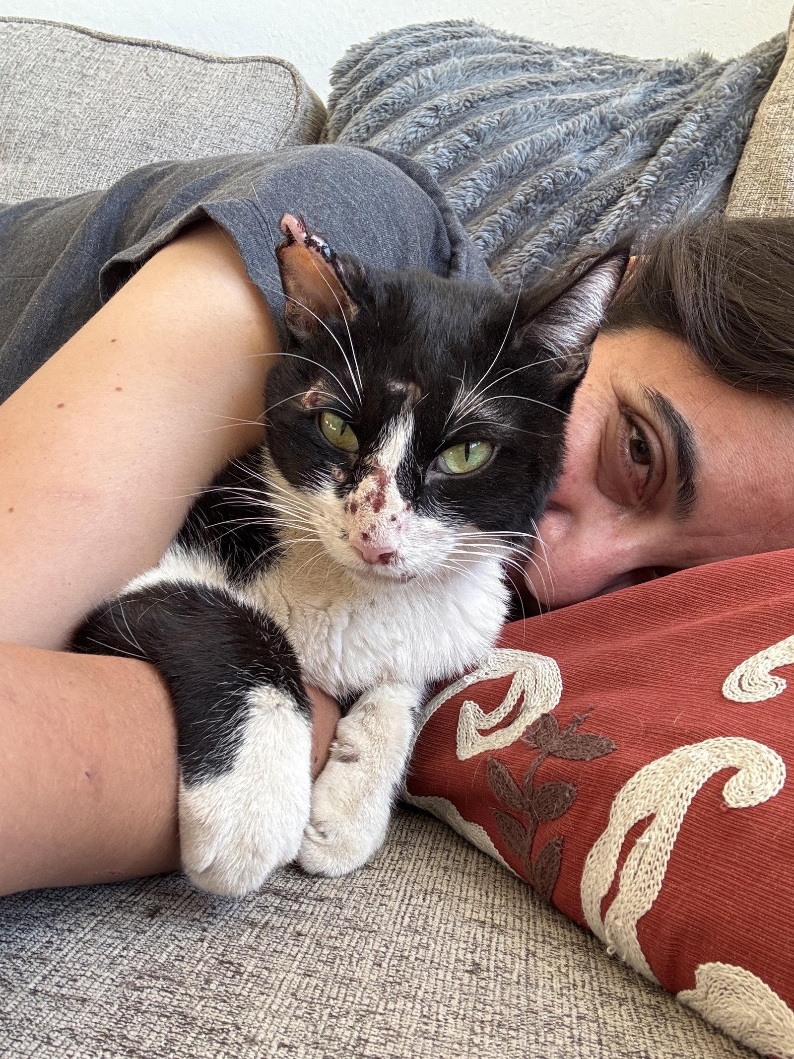 Pele, Adoptable, Adult Female Domestic Short Hair.