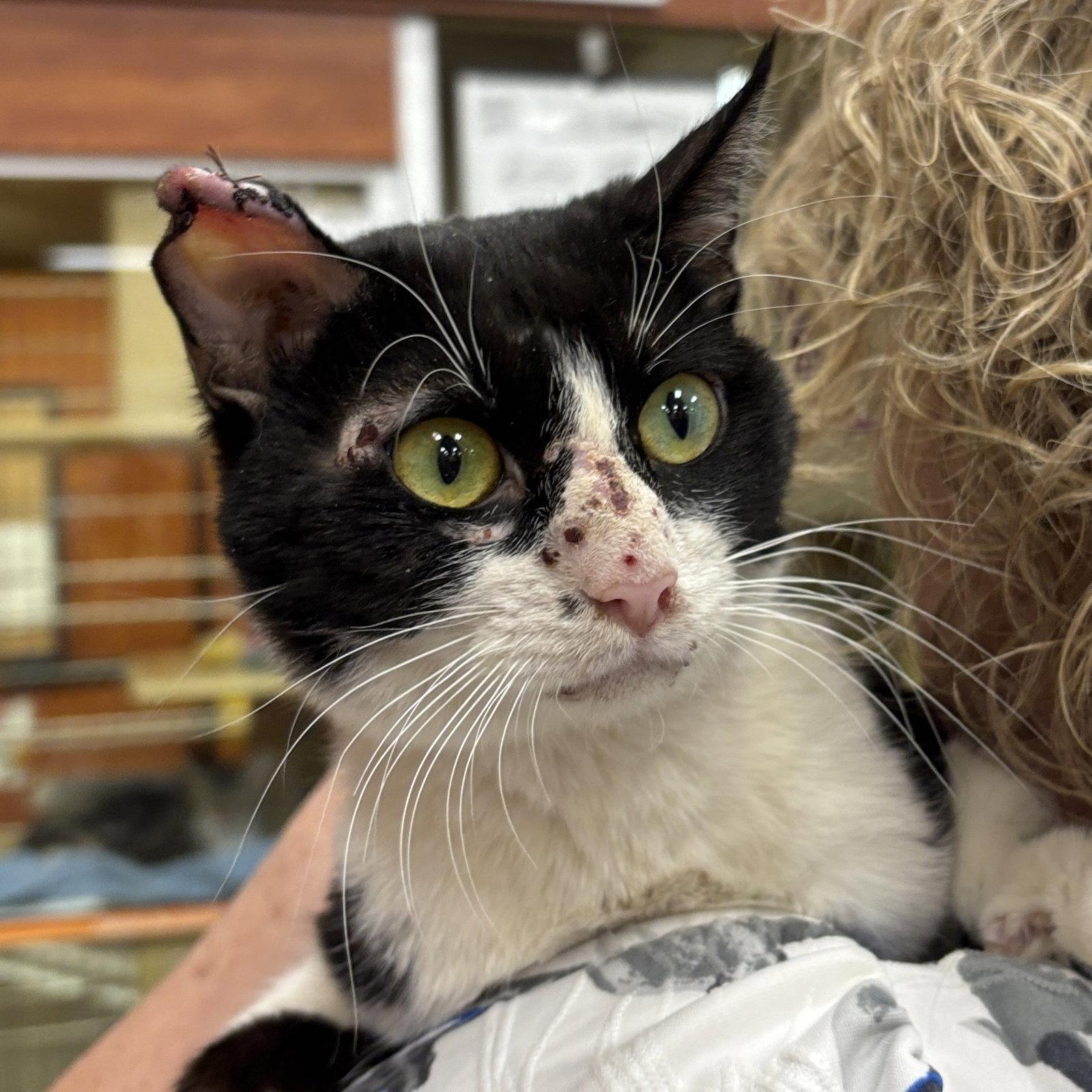 Enlarge Pele, a Adoptable Domestic Short Hair in Sonora, CA image 2/2