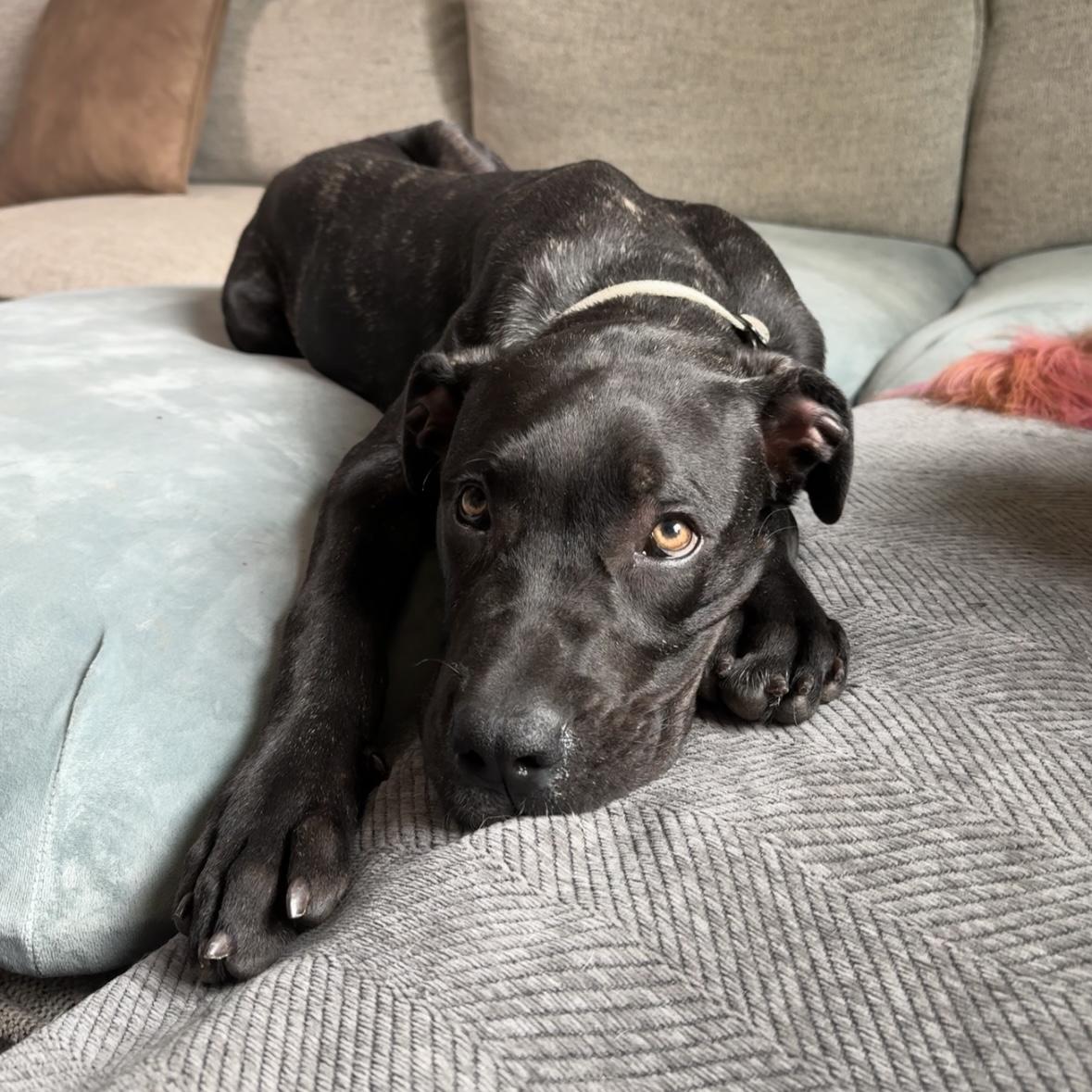 Enlarge Hugo, an adopted Cane Corso in China Township, MI image 2/6