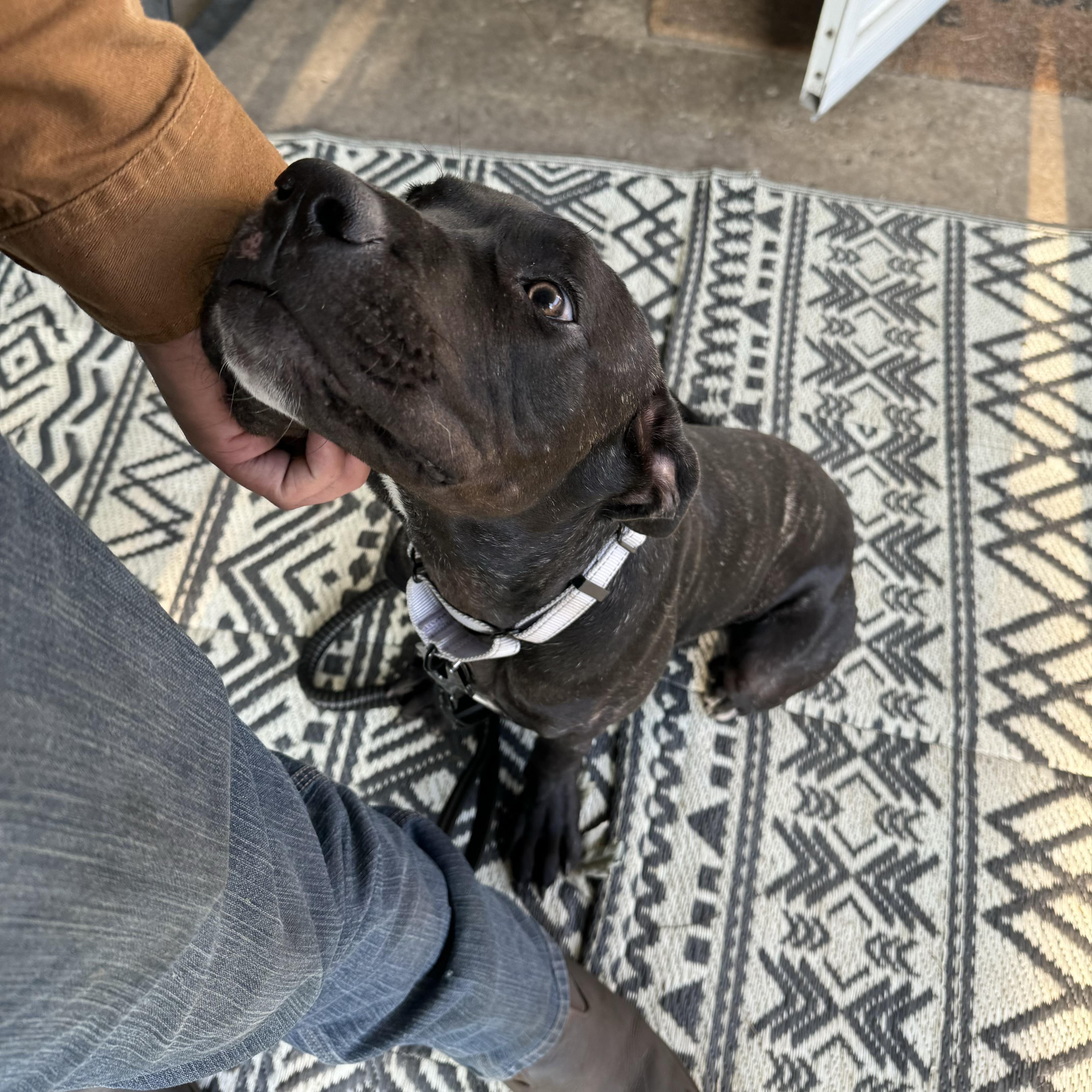 Enlarge Hugo, an adopted Cane Corso in China Township, MI image 3/6