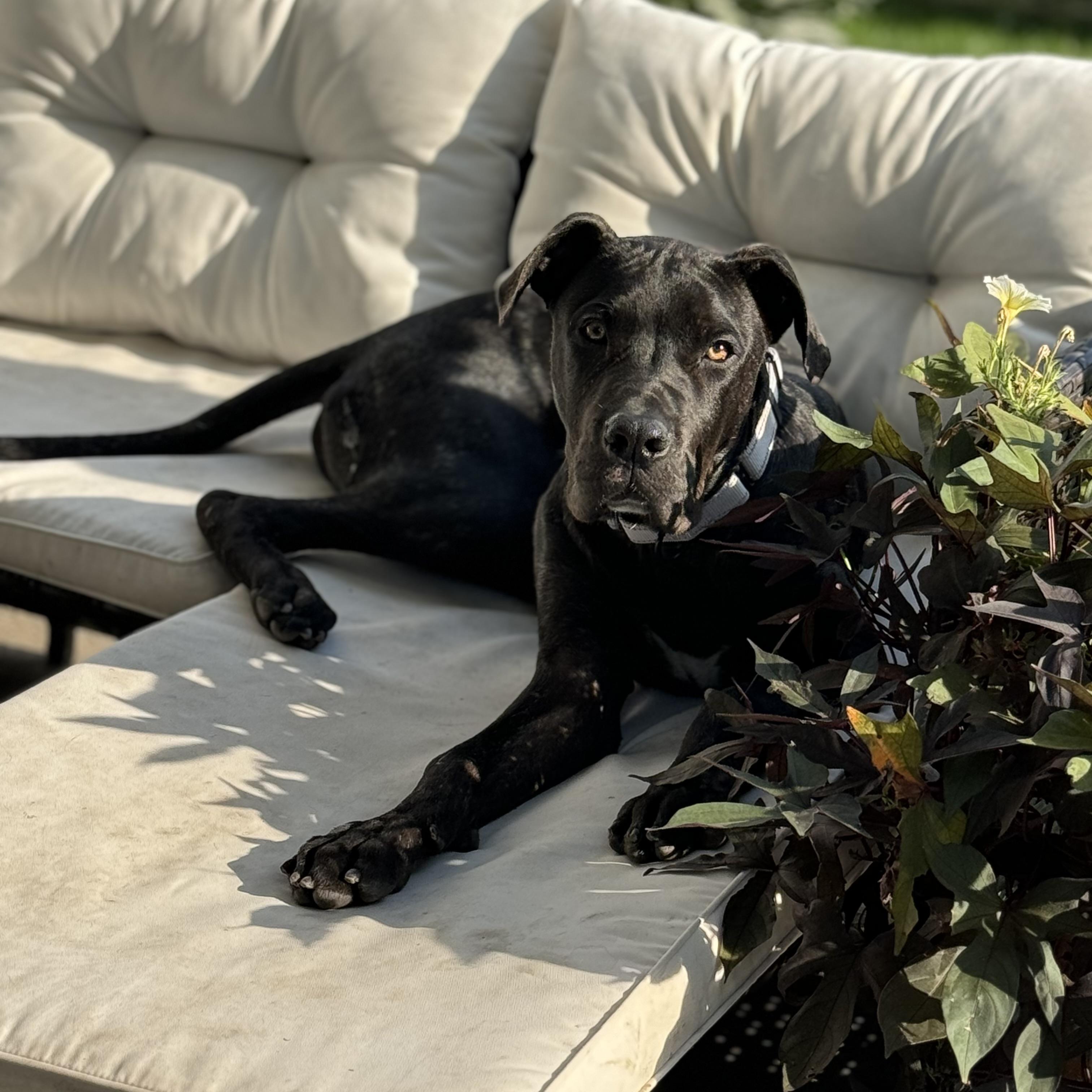 Enlarge Hugo, an adopted Cane Corso in China Township, MI image 4/6
