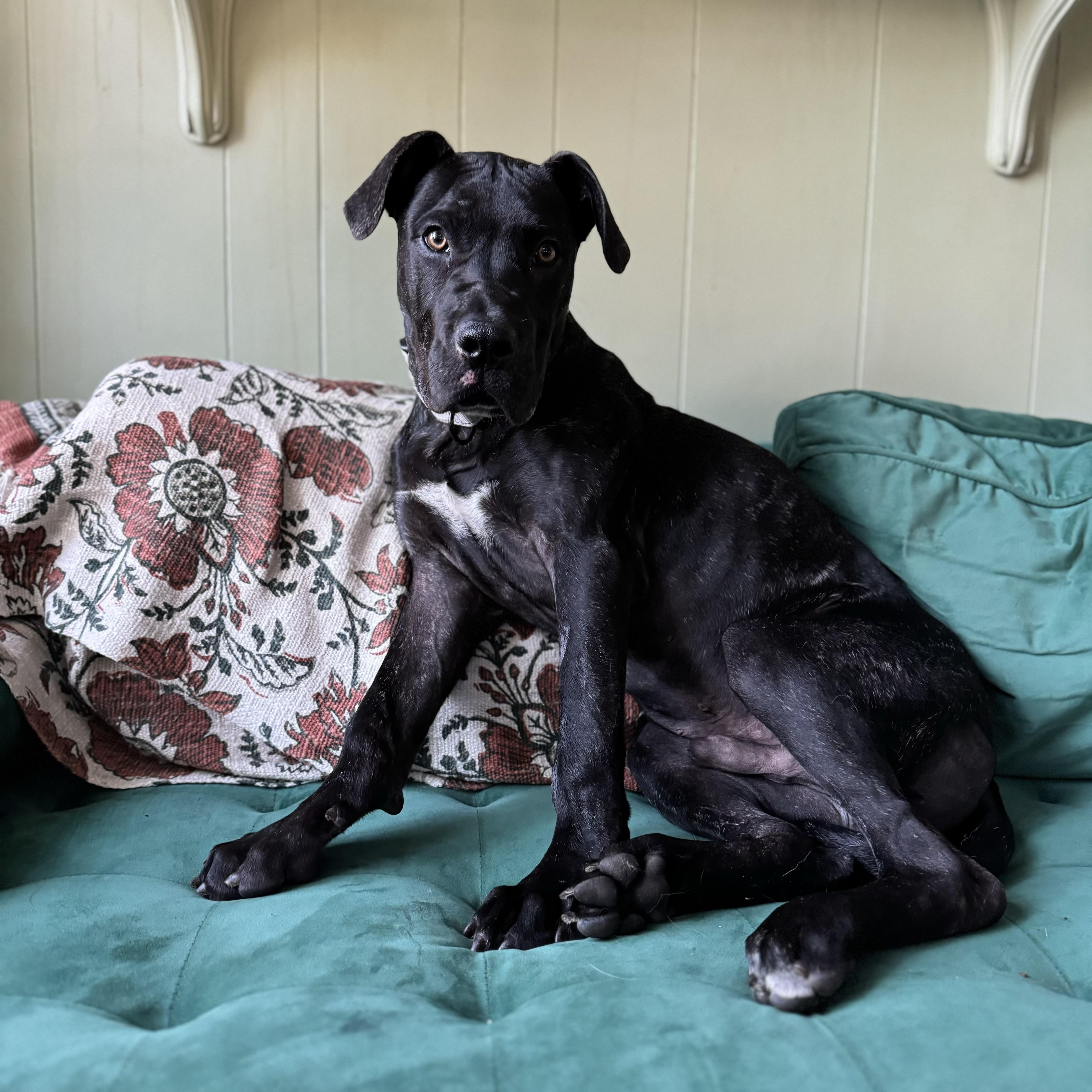Enlarge Hugo, an adopted Cane Corso in China Township, MI image 1/6
