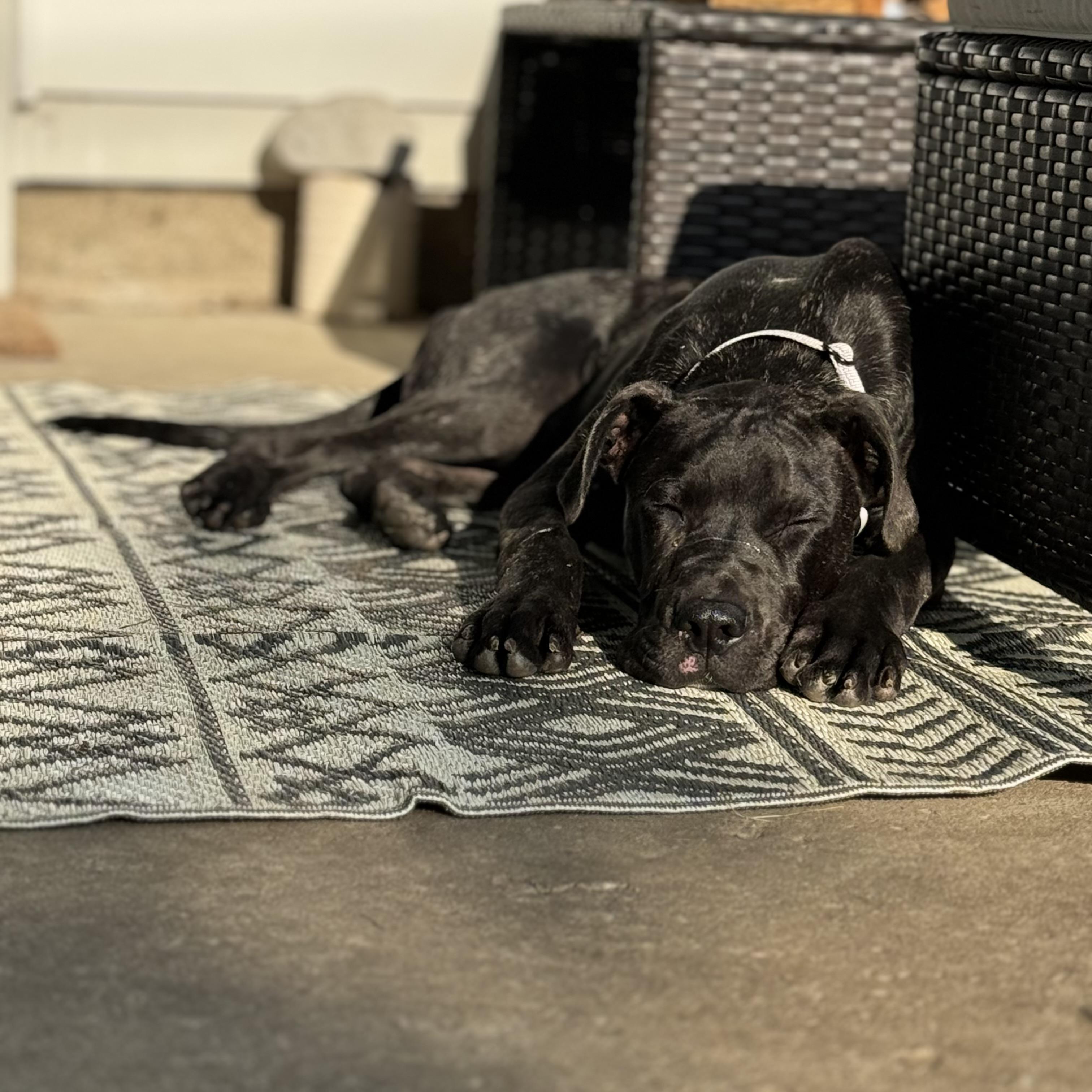 Enlarge Hugo, an adopted Cane Corso in China Township, MI image 5/6