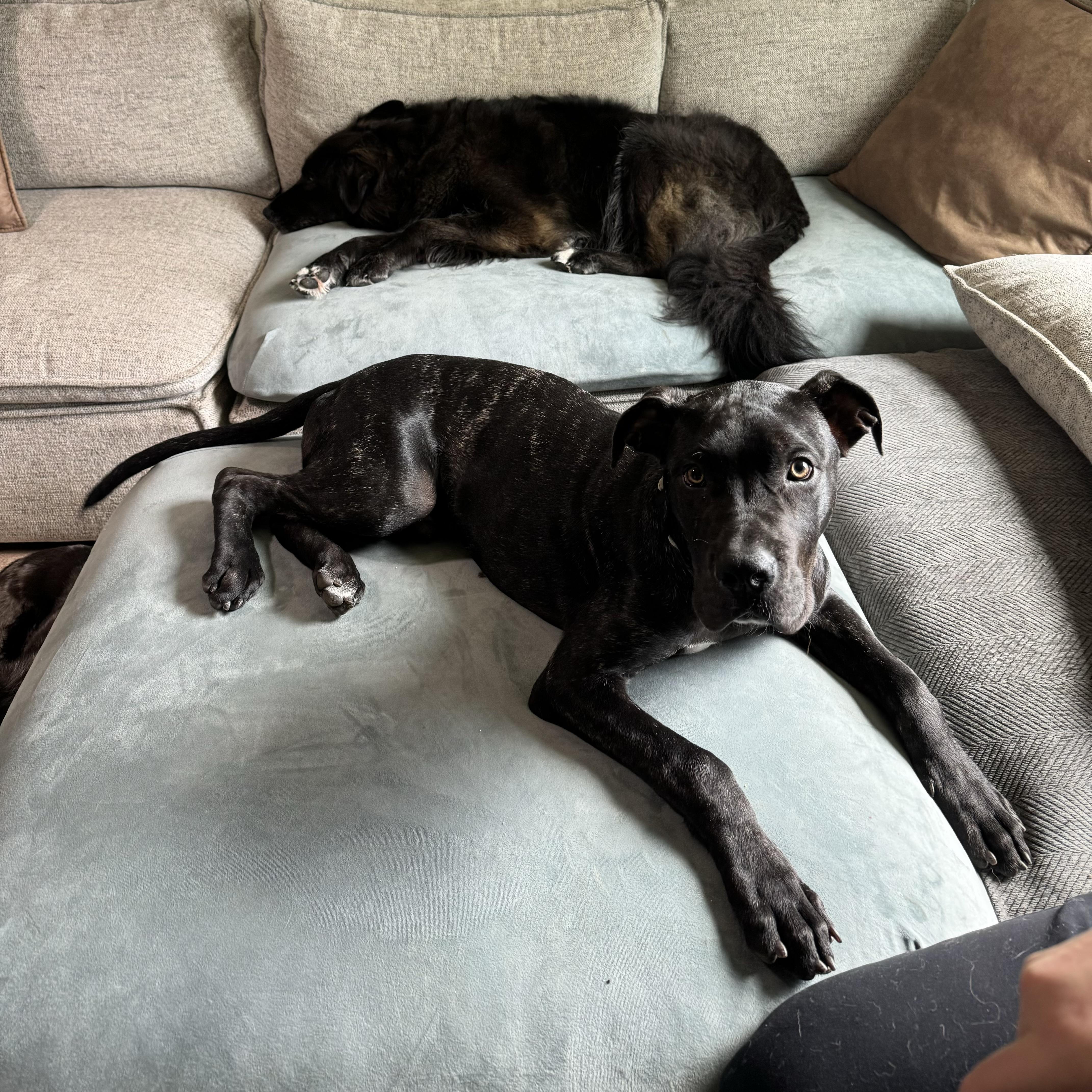 Enlarge Hugo, an adopted Cane Corso in China Township, MI image 6/6