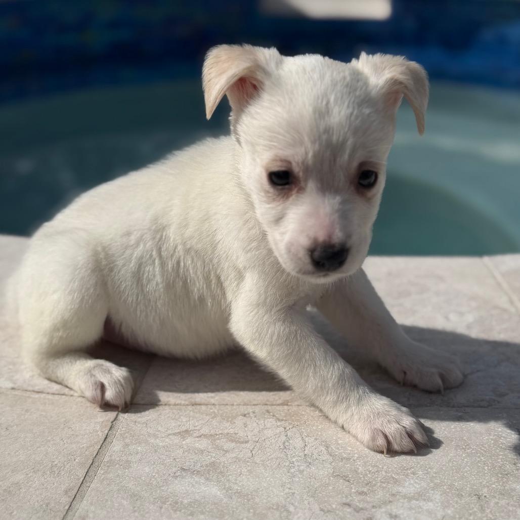 Azure, Adoptable, Puppy Female Husky.