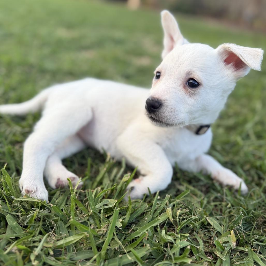 Azure, a Adoptable Husky in Baton Rouge, LA image 2/6