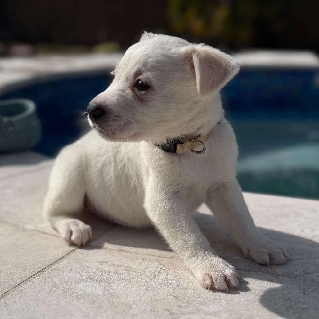 Azure, a Adoptable Husky in Baton Rouge, LA image 5/6