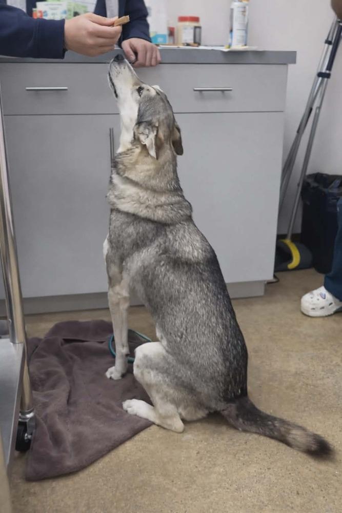 Luna Galaxy — thumbnail 6