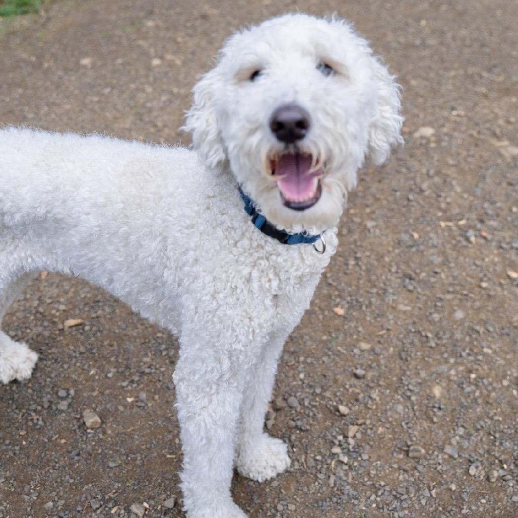 Enlarge Jess, a Adoptable mixed breed in Golden, CO image 5/6