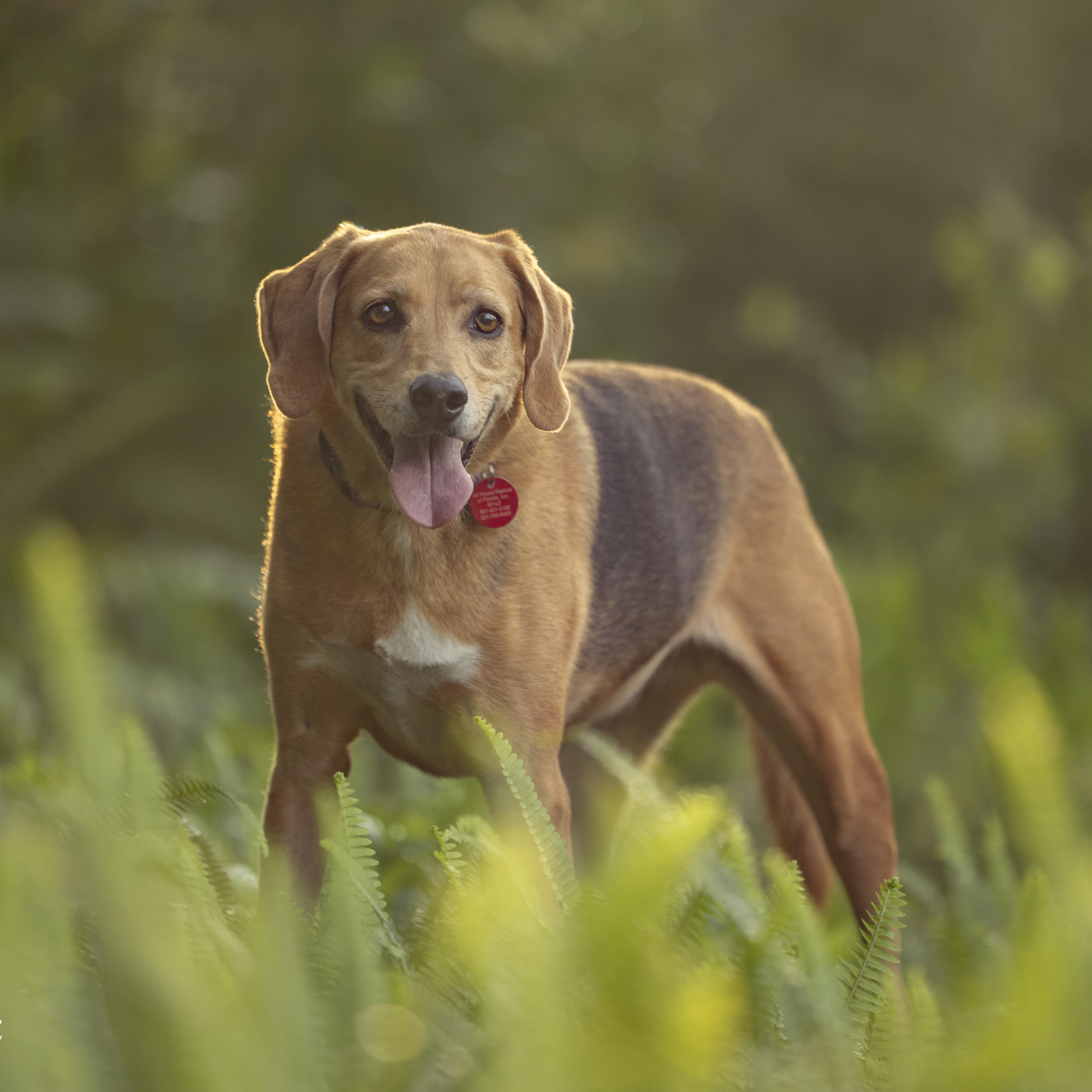 Maxine, a ADOPTABLE Coonhound in Port Saint Lucie, FL image 1/6