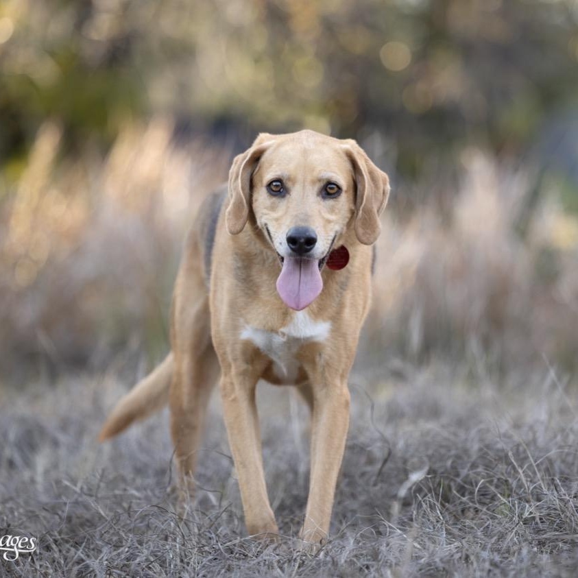 Maxine, a ADOPTABLE Coonhound in Port Saint Lucie, FL image 2/6