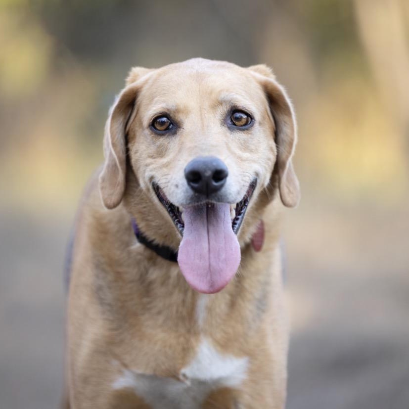 Maxine, a ADOPTABLE Coonhound in Port Saint Lucie, FL image 3/6