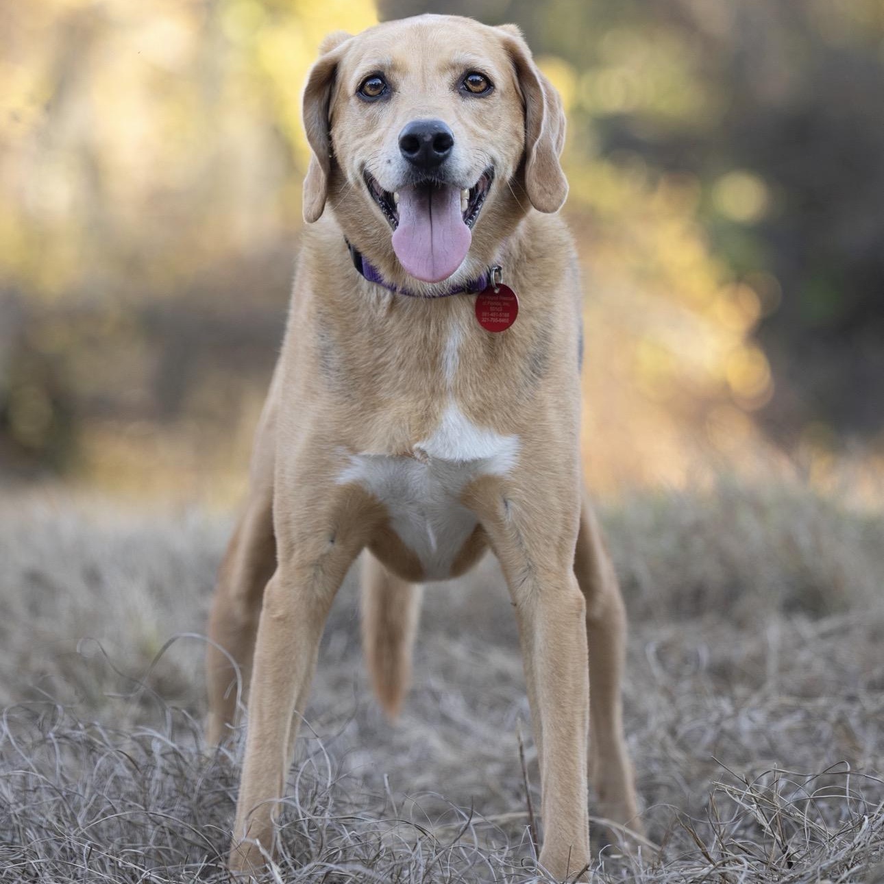 Maxine, a ADOPTABLE Coonhound in Port Saint Lucie, FL image 4/6