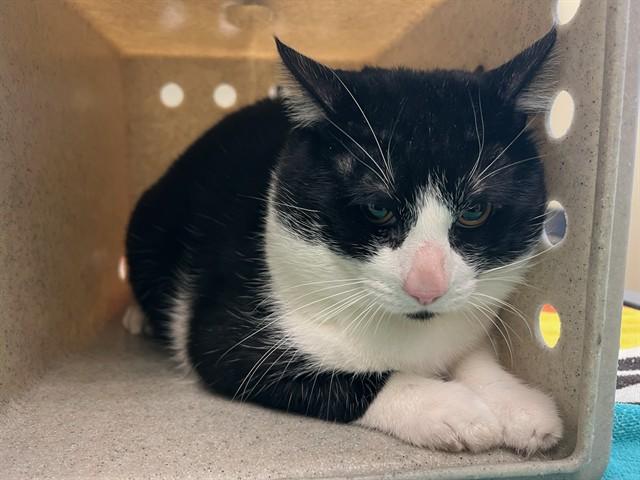 Enlarge OREO, a Adoptable Domestic Medium Hair in Lancaster, CA image 1/1