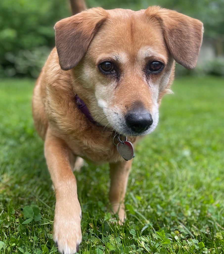 Enlarge Bebe, a Adoptable mixed breed in Bowie, MD image 9/12