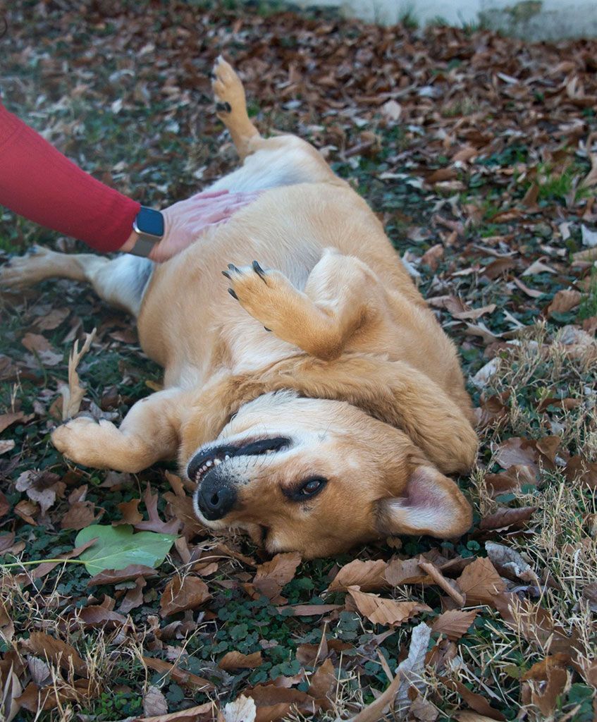Enlarge Bebe, a Adoptable mixed breed in Bowie, MD image 10/12