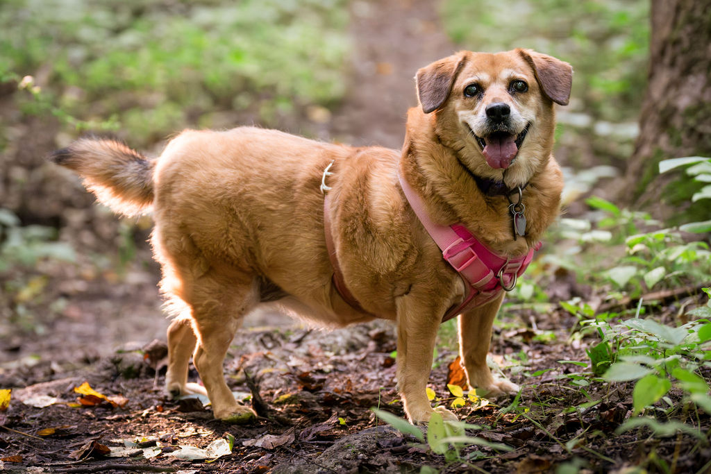 Enlarge Bebe, a Adoptable mixed breed in Bowie, MD image 8/12