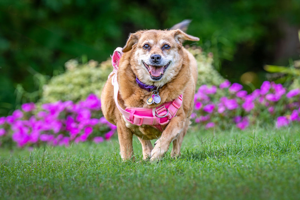 Bebe, Adoptable, Senior Female Labrador Retriever & Corgi.