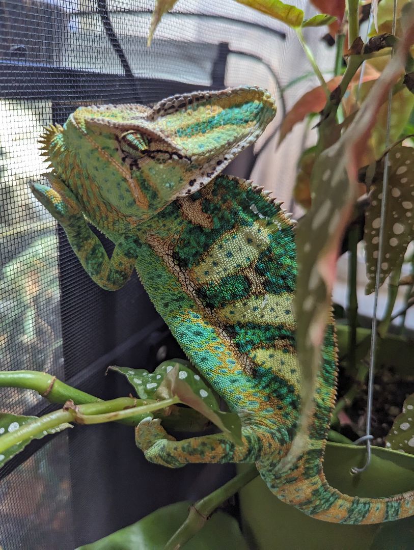 Rango photo 4