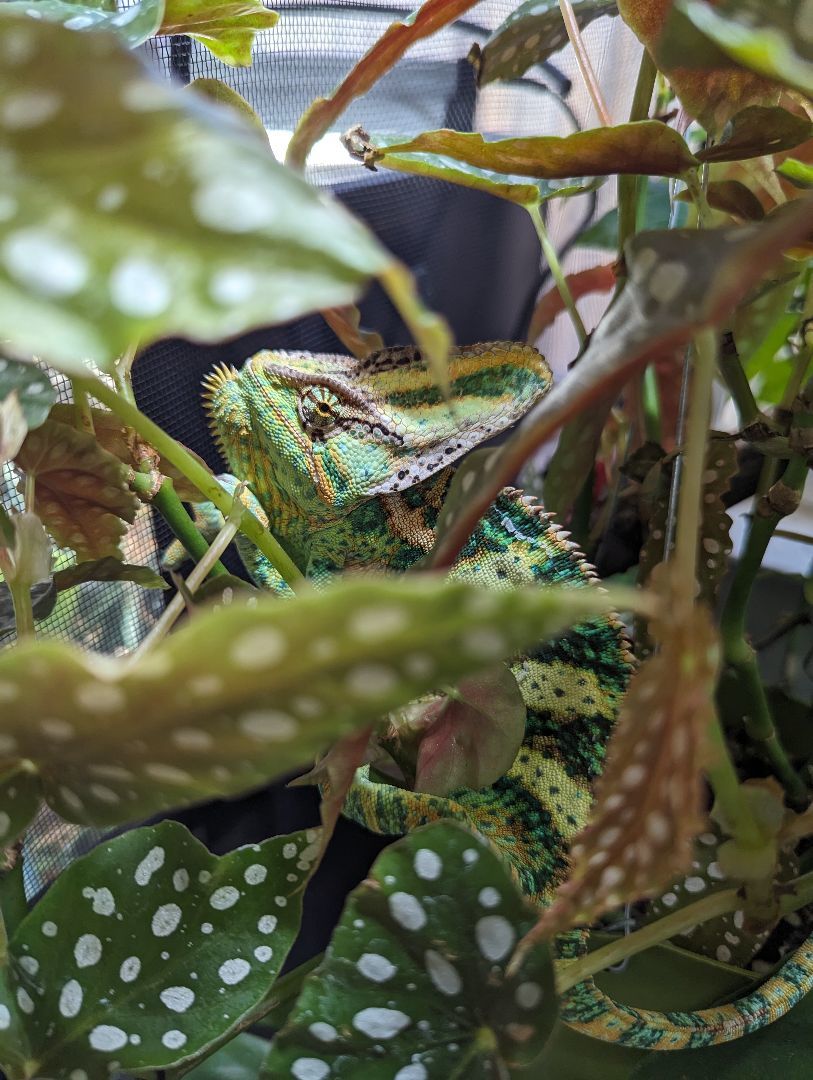Rango photo 5