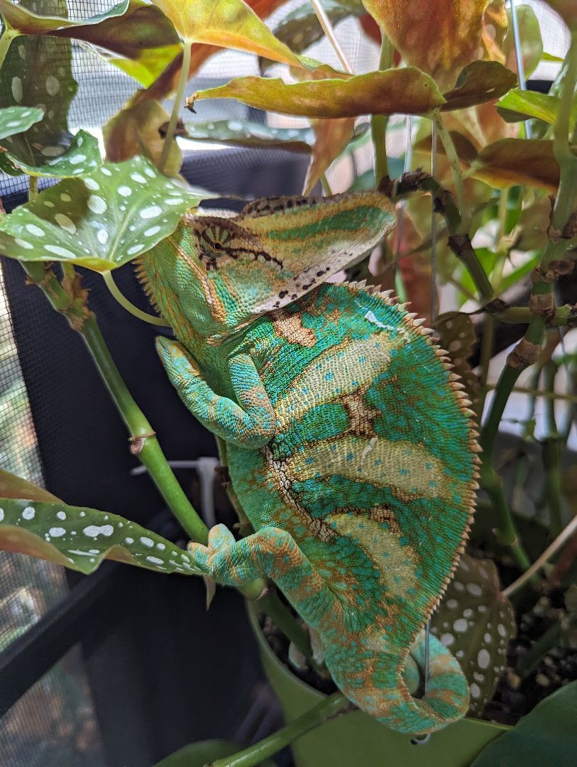 Rango photo 3