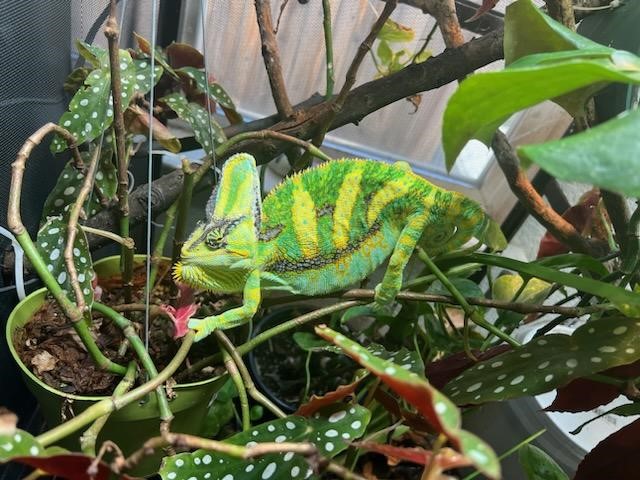 Rango